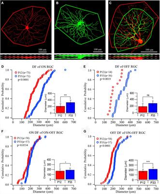 Visual Deprivation Retards the Maturation of Dendritic Fields and Receptive Fields of Mouse Retinal Ganglion Cells